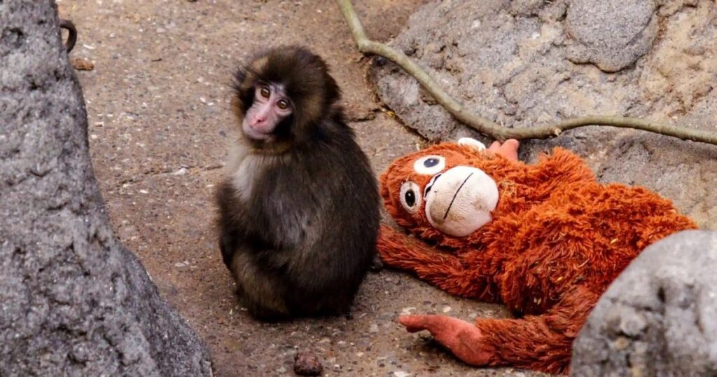 Sold Out! Изкупиха любимата играчка на Пънч по целия свят 3 Пънч