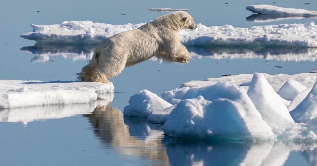 полярна мечка