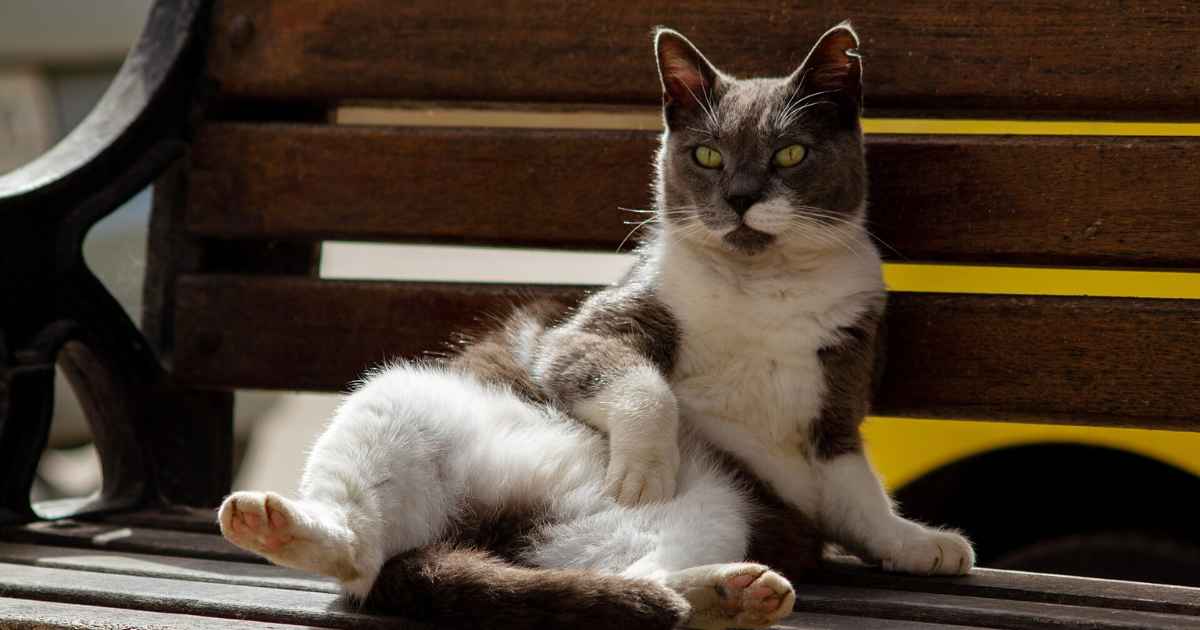 бездомна котка
